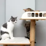 Como enriquecer o ambiente do seu gato: 6 ideias que ele vai adorar