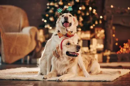 10 dicas para incluir o pet nas celebrações de Natal em família 