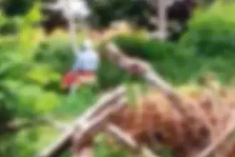 Idosos são flagrados fazendo sexo em local público e viralizam na internet