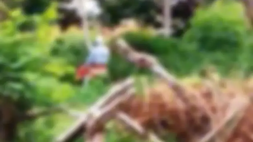 Idosos são flagrados fazendo sexo em local público e viralizam na internet