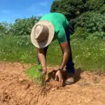 Virada Ambiental planta 500 mudas de árvores do Cerrado em Goianésia