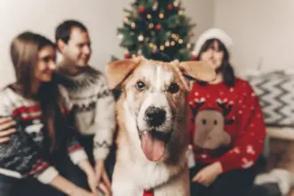 8 dicas para preparar o pet para receber visitas no Natal 