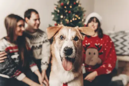 8 dicas para preparar o pet para receber visitas no Natal 