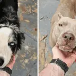 Homem é preso pela Polícia Civil por maus-tratos contra cães