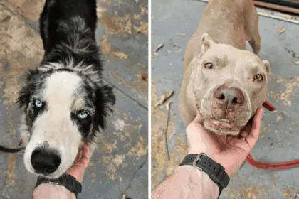 Homem é preso pela Polícia Civil por maus-tratos contra cães
