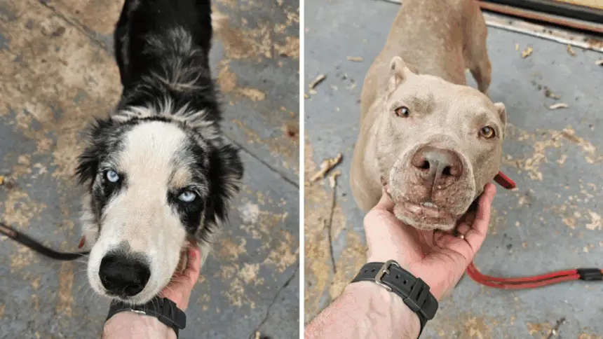 Homem é preso pela Polícia Civil por maus-tratos contra cães