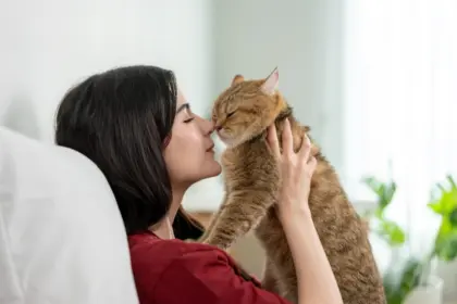 7 dicas para tornar o gato mais sociável