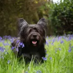 4 características do cachorro da raça skye terrier