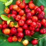 Acerola: conheça a superfruta tropical rica em vitamina C e fácil de cultivar no quintal