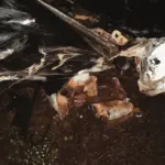 Acidente na GO-080, próximo a Morro Branco, envolve três carros e um ônibus