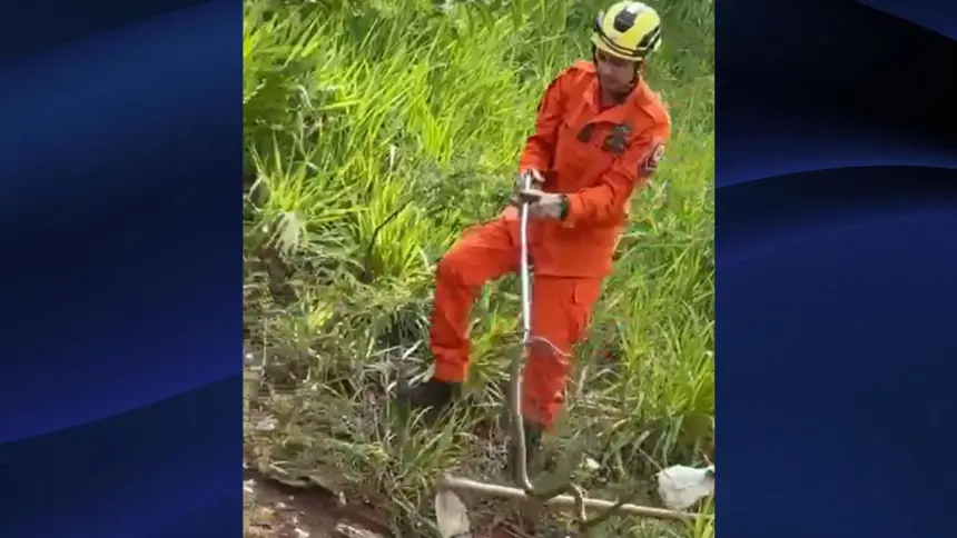 Bombeiros capturam cobra-cipó no Residencal Jardim do Cerrado