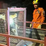 Bombeiros resgatam tamanduá-mirim em área residencial no oeste de Goianésia