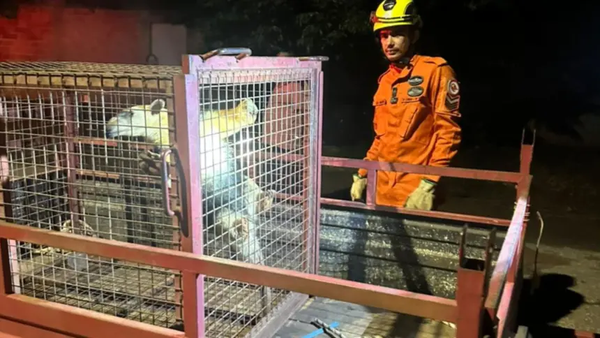 Bombeiros resgatam tamanduá-mirim em área residencial no oeste de Goianésia
