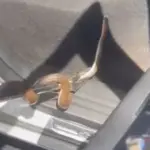 Bombeiros realizam resgate de cobra presa dentro de caminhonete no sul de Goianésia