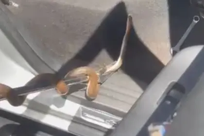 Bombeiros realizam resgate de cobra presa dentro de caminhonete no sul de Goianésia