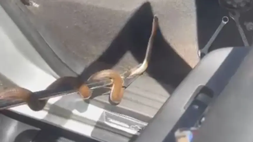 Bombeiros realizam resgate de cobra presa dentro de caminhonete no sul de Goianésia