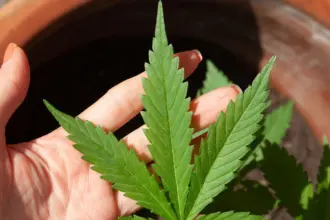 Anvisa discute nesta quarta regras para a produção de cannabis no país