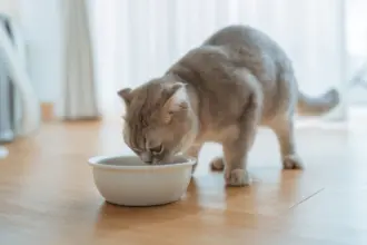 7 mitos comuns sobre alimentação para cães e gatos 