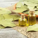 Folha de louro: 6 maneiras de melhorar a saúde com a planta