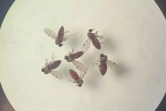 Estudo explica diferença de sintomas entre febre do Oropouche e dengue