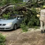 Queda de árvore atinge veículo e mobiliza Corpo de Bombeiros de Goianésia