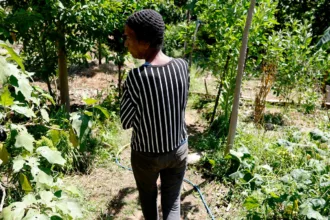 Horta comunitária reúne memória, cuidado e cidadania em favela do Rio