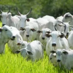 primeira etapa começa em 1º de maio – Portal Goiás