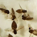 Saúde confirma primeiro caso de febre Oropouche em Anápolis – Portal Goiás