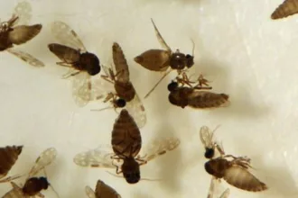 Saúde confirma primeiro caso de febre Oropouche em Anápolis – Portal Goiás