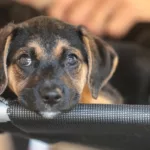 Governo abre consulta pública sobre genéricos e similares veterinários