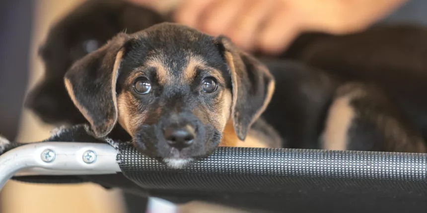 Governo abre consulta pública sobre genéricos e similares veterinários